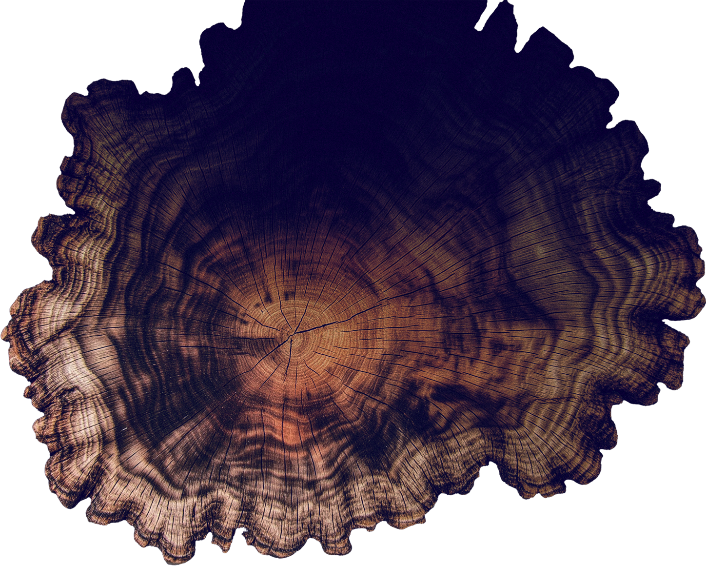 Darach Wood Texture 3